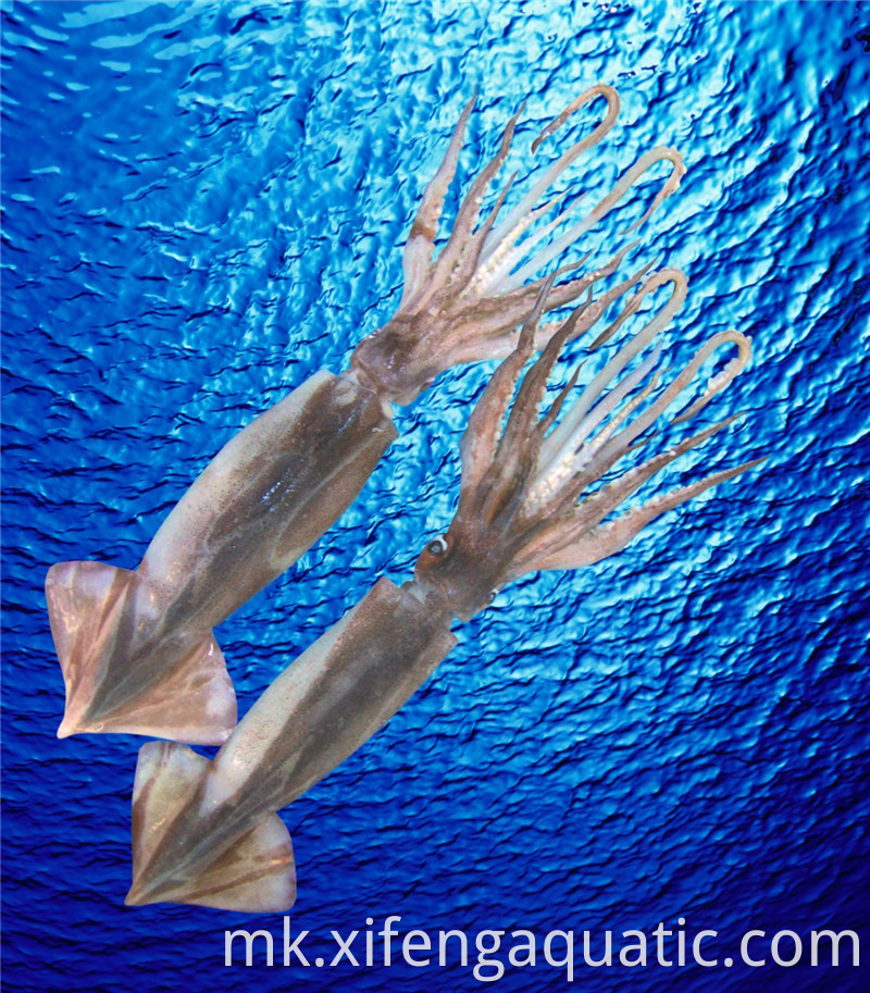 Илекс лигњи Illex Squid